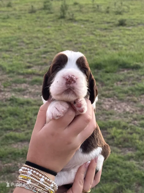 Tinsley – English Springer Spaniel puppy for sale in Nicholls, GA