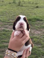 Tinsley, a female English Springer Spaniel for sale in Nicholls, GA – 1 of 4