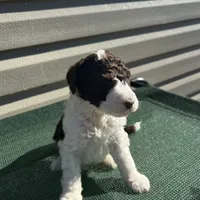 Harper, a female Sheepadoodle for sale in Nicholls, GA – Photo 1 of 4