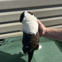 Harper, a female Sheepadoodle for sale in Nicholls, GA – Photo 4 of 4