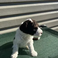 Harper, a female Sheepadoodle for sale in Nicholls, GA – Photo 3 of 4