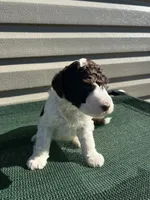 processed/8d38ccee-2d78-440c-84b4-142958fab5e0/listing/e9c05eeb-099b-45f4-811f-d84d9803176c/f27338e0-2238-49ef-ad7c-c42d7ec32f5e