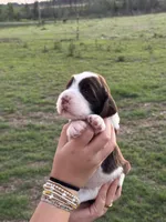 Tinsley, a female English Springer Spaniel for sale in Nicholls, GA – 3 of 4