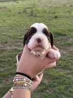 Tipsy, a female English Springer Spaniel for sale in Nicholls, GA – 2 of 4