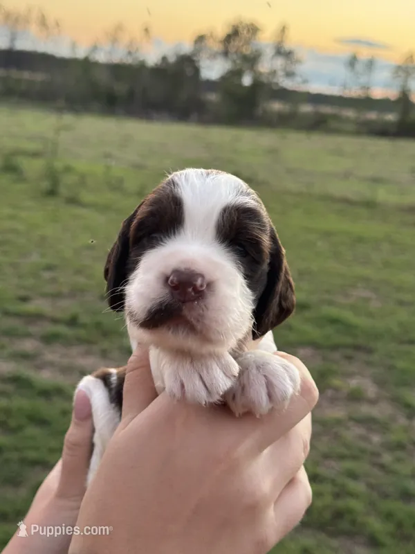 Trucker – English Springer Spaniel puppy for sale in Nicholls, GA