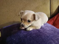 Graham, a male Chihuahua for sale in Elysburg, PA – 8 of 9