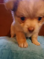 Diamond, a male Chihuahua and Pomeranian for sale in Elysburg, PA – 2 of 10