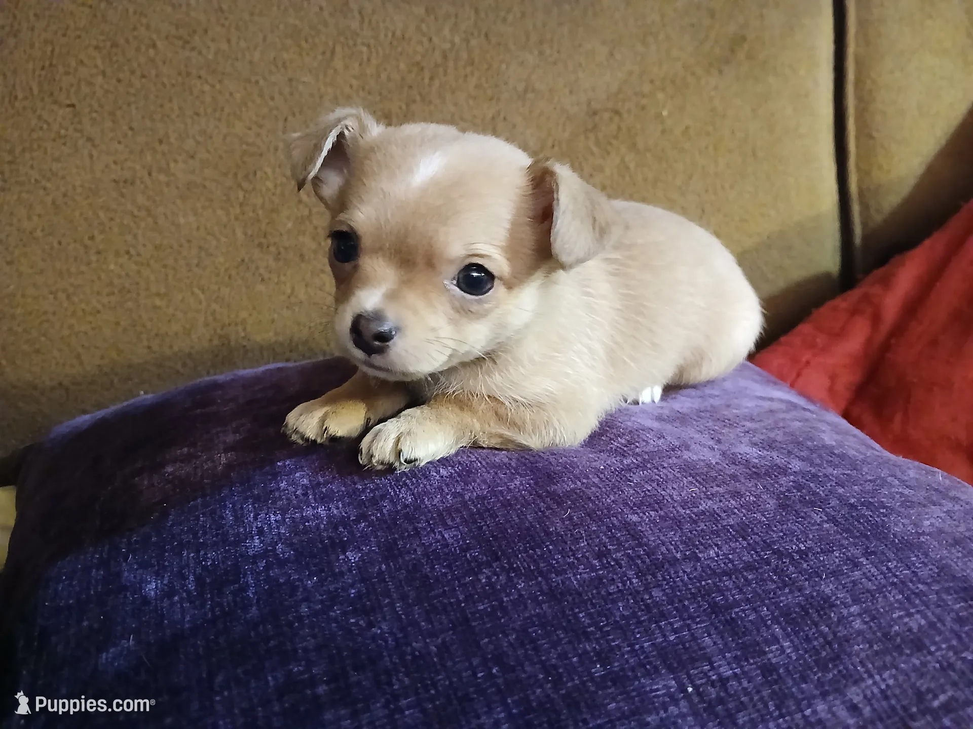 Graham, a male Chihuahua for sale in Elysburg, PA – 5 of 9