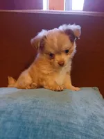 Diamond, a male Chihuahua and Pomeranian for sale in Elysburg, PA – 3 of 10