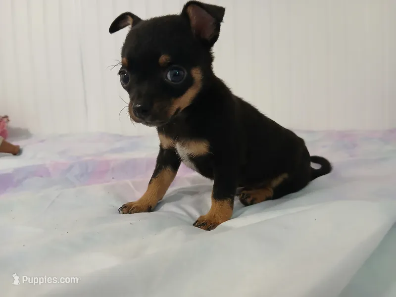 Chi-Chi – Chihuahua puppy for sale in Elysburg, PA