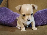 Graham, a male Chihuahua for sale in Elysburg, PA – 3 of 9