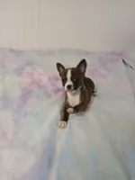 COCOA, a male Chihuahua and Pomeranian for sale in Elysburg, PA – 8 of 10