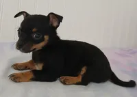 Chai-Chai, a male Chihuahua and Pomeranian for sale in Elysburg, PA – 2 of 10