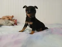 Chi-Chi, a male Chihuahua for sale in Elysburg, PA – 10 of 10