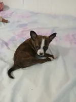 COCOA, a male Chihuahua and Pomeranian for sale in Elysburg, PA – 7 of 10