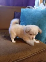 Diamond, a male Chihuahua and Pomeranian for sale in Elysburg, PA – 10 of 10