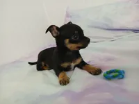 Chi-Chi, a male Chihuahua for sale in Elysburg, PA – 6 of 10