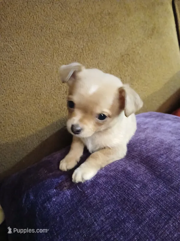 Graham, a male Chihuahua for sale in Elysburg, PA – 1 of 9