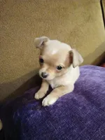 Graham, a male Chihuahua for sale in Elysburg, PA – 1 of 9