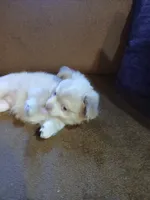 Diamond, a male Chihuahua and Pomeranian for sale in Elysburg, PA – 6 of 10