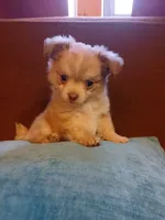 Diamond, a male Chihuahua and Pomeranian for sale in Elysburg, PA – 5 of 10