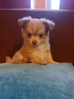 Diamond, a male Chihuahua and Pomeranian for sale in Elysburg, PA – 1 of 10