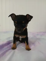 Chi-Chi, a male Chihuahua for sale in Elysburg, PA – 7 of 10