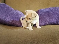 Graham, a male Chihuahua for sale in Elysburg, PA – 7 of 9