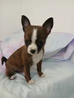 COCOA, a male Chihuahua and Pomeranian for sale in Elysburg, PA – 6 of 10