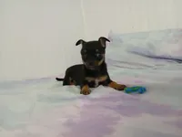 Chi-Chi, a male Chihuahua for sale in Elysburg, PA – 3 of 10