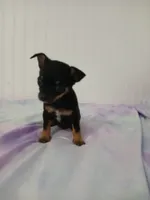 Chi-Chi, a male Chihuahua for sale in Elysburg, PA – 5 of 10