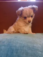 Diamond, a male Chihuahua and Pomeranian for sale in Elysburg, PA – 4 of 10