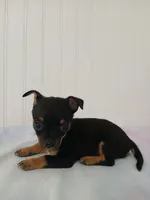 Chi-Chi, a male Chihuahua for sale in Elysburg, PA – 4 of 10