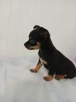 Chi-Chi, a male Chihuahua for sale in Elysburg, PA – 2 of 10