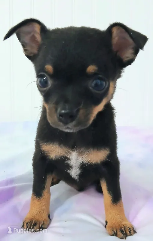 Chai-Chai – Chihuahua, Pomeranian puppy for sale in Elysburg, PA