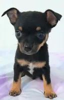 Chai-Chai, a male Chihuahua and Pomeranian for sale in Elysburg, PA – 1 of 10