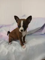 COCOA, a male Chihuahua and Pomeranian for sale in Elysburg, PA – 9 of 10