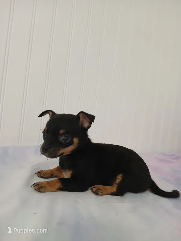 Chi-Chi – Chihuahua puppy for sale in Elysburg, PA