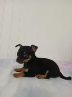 Chi-Chi, a male Chihuahua for sale in Elysburg, PA – 1 of 10