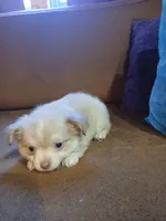 Diamond, a male Chihuahua and Pomeranian for sale in Elysburg, PA – 9 of 10