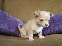 Graham, a male Chihuahua for sale in Elysburg, PA – 9 of 9