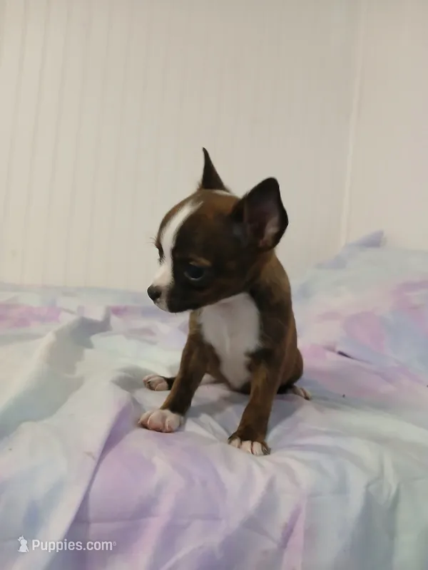 COCOA – Chihuahua, Pomeranian puppy for sale in Elysburg, PA