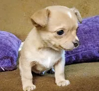 Graham, a male Chihuahua for sale in Elysburg, PA – 4 of 9