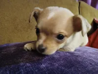 Graham, a male Chihuahua for sale in Elysburg, PA – 2 of 9