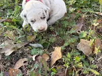 pink, a female Dalmatian for sale in Hattiesburg, MS – Photo 4 of 10