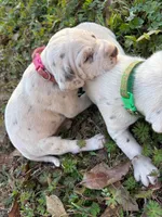 pink, a female Dalmatian for sale in Hattiesburg, MS – Photo 5 of 10