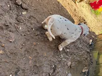 pink, a female Dalmatian for sale in Hattiesburg, MS – Photo 9 of 10