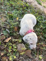 pink, a female Dalmatian for sale in Hattiesburg, MS – Photo 3 of 10