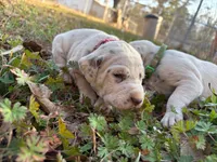 pink, a female Dalmatian for sale in Hattiesburg, MS – Photo 6 of 10