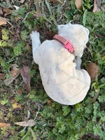 pink, a female Dalmatian for sale in Hattiesburg, MS – Photo 7 of 10